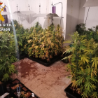 Plantación de marihuana en El Fresno, Ávila