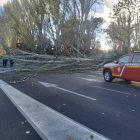 Caída de un árbol en la avenida  Ingeniero Sáenz de Miera. E.M.