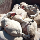 Imagen de la muerte de las ovejas tras el ataque de los lobos. - E.M.