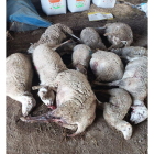 Trece ovejas muertas por un ataque de lobos en Zamora.- ICAL