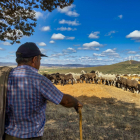 Traslado de 2000 ovejas desde Tábara a Fontanillas de Castro por falta de comida provocada por los incendios en la provincia de Zamora.- ICAL