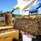 Panales de abejas de la zona de Las Médulas en León.- ICAL