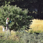 Un agricultor realiza tareas de mantenimiento y control fitosanitario en los cerezos de una explotación perteneciente a una de las cuatro provincias productoras de Castilla y León. / ICAL