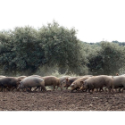 Una manada de cerdos pasta en una dehesa de Salamanca, conducida por un ganadero.- ICAL
