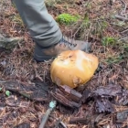 Ejemplar gigante de boletus encontrado en Soria.- TIKTOK @JOSETEZGZ