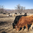 Una manada de vacas, bueyes y terneros de diferentes razas pasta al aire libre en una explotación de vacuno al pie de la montaña. / E. M.