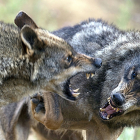 Una pareja de lobos semisalvajes en la localidad palentina de Monzón de Campos. - E. M