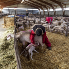 Macotera, Salamanca, reportaje en una granja de corderos, un sector que ha entrado en crisis a causa del cierre de restaurantes y la suspension de bodas y comuniones por el coronavirus.- ALBERTO DI LOLLI