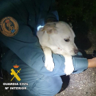 'Noa', la perra rescatada tras quedar atrapada en un río de Burgos. -GUARDIA CIVIL