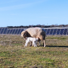 Un par de ovejas delante de una de las instalaciones fotovoltaicas de Solaria. -E.M.