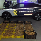 Incautados 386 kilos de setas en Soria - Delegación del Gobierno