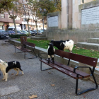 Imagen de las cabras en los Jardines de Don Diego.- ECB