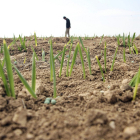 Un agricultor comprueba la germinación de las semillas de cereal que ha utilizado en su explotación y la cantidad de agua aportada por las lluvias.  RUBÉN CACHO / ICAL