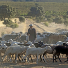Un pastor mueve el ganado este pasado verano para poner a los animales a salvo del fuego de un incendio en la provincia de Zamora.- ICAL