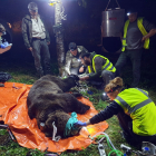 Radiomarcaje de ejemplares de oso pardo en Castilla y León. -ICAL
