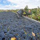 Un vendimiador vuelca la uva tinta cosechada a mano en una finca de la Ribera del Duero en la provincia de Burgos. / ICAL