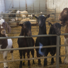 Cabras de aptitud láctea en el Centro para la Mejora Genética de Ovino y Caprino de Castilla y León (Ovigen). - ICAL