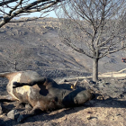 Res calcinada tras el incendio de Navalafuente en las inmediaciones de Sotalbo (Ávila). - ICAL