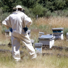Curso de cría de abejas reina en Sueros de Cepeda (León)