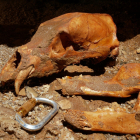 Extracción de los restos completos de un oso pardo (Ursus arctos) de la Torca de Sogalamuela en Espinosa de los Monteros (Burgos). -ICAL