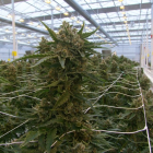 Ondara cosechó esta semana 3.000 plantas de cannabis.- HDS