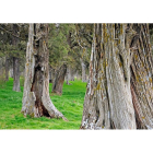 El Sabinar de Calatañazor brilla por la antigüedad y porte de sus ejemplares, pero lo que le hace único en Europa es su densidad de ‘Juniperus thurifera’. / VALENTÍN GUISANDE
