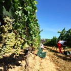 Una cuadrilla recoge uva en uno de los viñedos de la DO Bierzo en este inicio de campaña. - ICAL