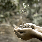Un agricultor sostiene un plantón entre sus manos en un día de lluvia. PQS / CCO