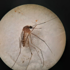 Ejemplar de Culex pipiens, una de las especies transmisoras del virus del Nilo. - EUROPA PRESS