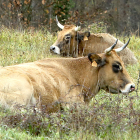 Vacuno en extensivo en un prado de León. / ICAL