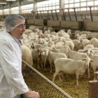 En la imagen, José Luis Moralejo observa las ovejas de raza assaf que cuidan con una alimentación en seco. - H.M.P