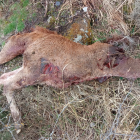 Imagen del ganado muerto después de un ataque de lobos.- EM