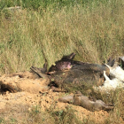 Animales muertos en los canales leoneses. - L. F.