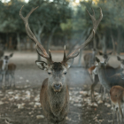 Palencia despide la época de celo de los ciervos con una berrea mucho “más floja” que en años anteriores influenciada  por la sequía y la falta de pasto. -ICAL