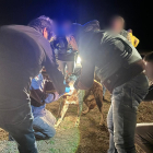 Momento en el que la Guardia Civil de Zamora identifica a uno de los perros que mataron a una joven.  GUARDIA CIVIL