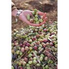 Recolección de aceitunas en la capital del Valle del Tiétar, la localidad abulense de Arenas de San Pedro. M. MARTÍN / ICAL