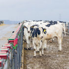 Un rebaño de vacas en las instalaciones de Odieta en Caparroso (Navarra).- MARIO TEJEDOR
