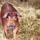 Imagen de archivo de una granja de cerdos. -E. M