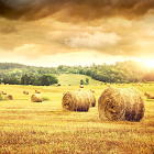 Field of freshly cut bales of hay with beautiful sunset