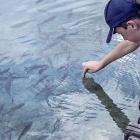 Un niño observa un banco de peces en un estanque artificial de agua dulce.- PQS / CCO