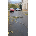 La caída de un árbol en Villanueva de Valdueza acaba con la electricidad de varios pueblos colindantes. ICAL