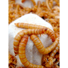 Larvas de ‘Tenebrio molitor’. A la izquierda, en su fase adulta. / TEBRIO