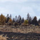 Ciervos tras el incendio de la Sierra de la Culebra. -ICAL