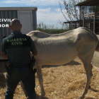 Imagen de archivo de la Guardia Civil en un matadero de caballos. -GUARDIA CIVIL