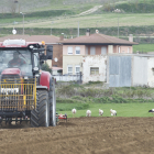 Los agricultores afirman que llevan a cabo labores propias de cada primavera, «pues el ciclo natural no se paraliza» ISRAEL L. MURILLO