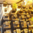 Plantación de marihuana en un piso de Salamanca. | EUROPA PRESS