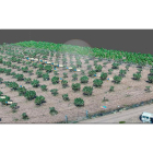 Imagen de un cultivo de pistachos captada con drones.- ICAL