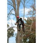 Un operario limpia el tronco de un árbol de ramas secas con una motosierra. -PQS / CCO
