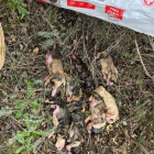 Investigan a una mujer de Peromingo (Salamanca) tras el hallazgo de ocho cachorros de mastín muertos/ Ical