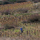 Imagen de archivo de una persona realizando labores de poda en una viña. - ICAL